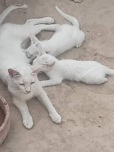 2 cute white cats for sale 1 blue eyes+1 green eyes