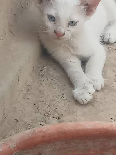 agnora mix  fluffy and cute white cat for sale  blue eyesl