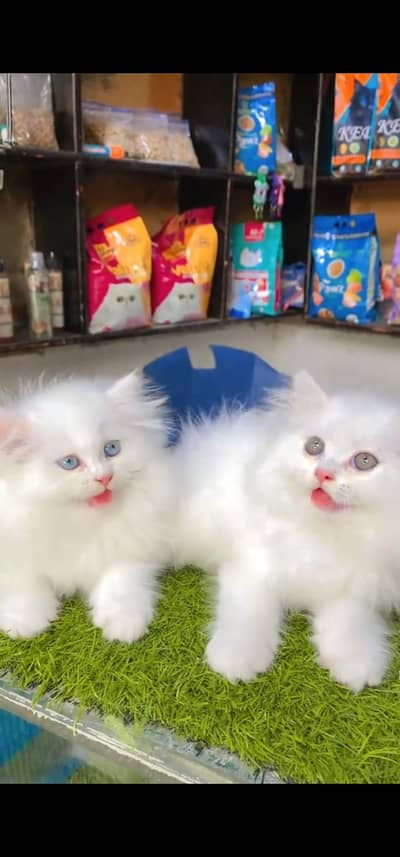 Quality Persian Punchface cat & kitten. moreWhatsApp 03233614642