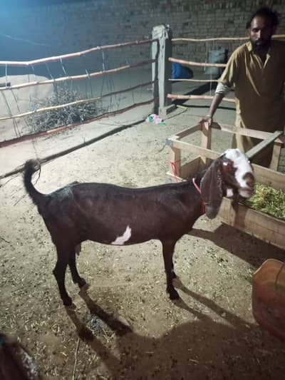 3 Bakria For Sale 1500 per KG 03420987931