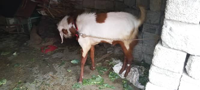 3 years Bakra for sale ghosht teqreeban 35.38 kg price 110