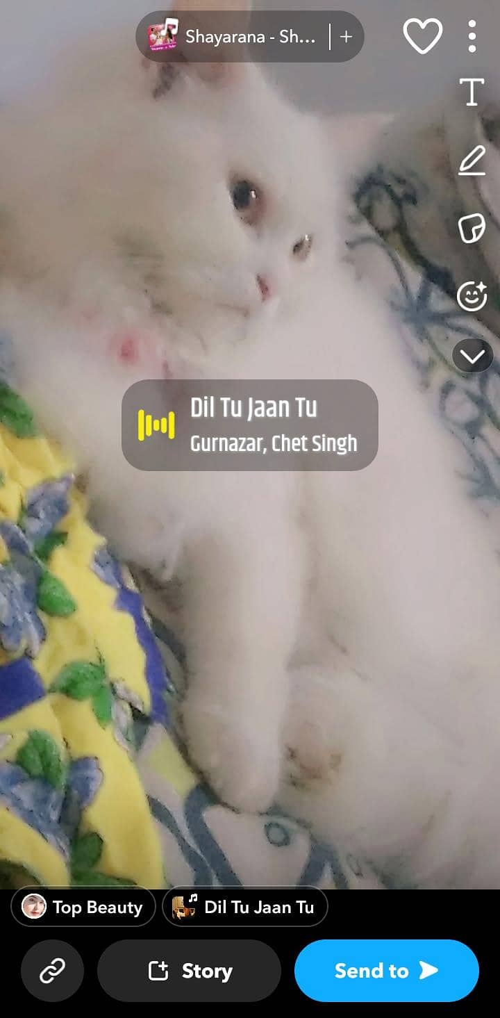 Good looking cat 0