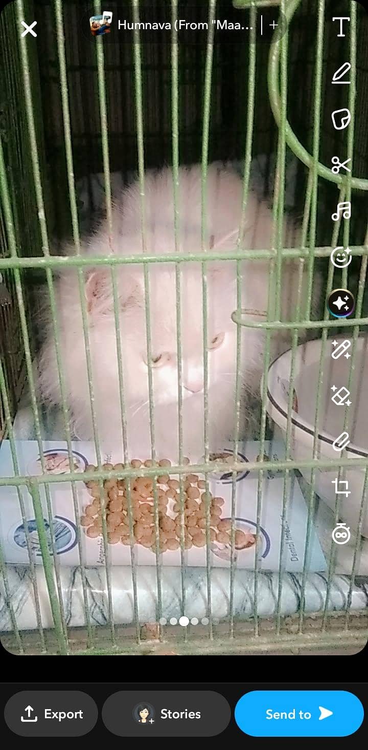 Good looking cat 1
