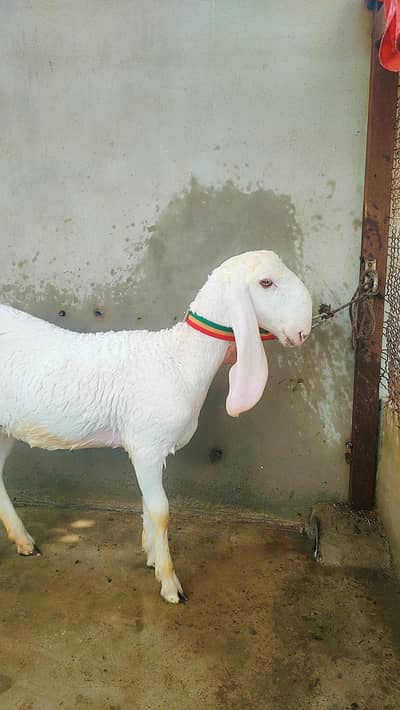 pure larkana dumba pair for sale (sheep)