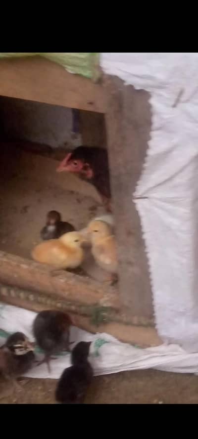 hen with 9 chick for sale 6k