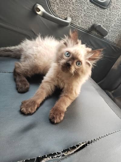 Male cate for sale