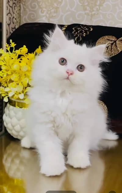 Persian cat triple cod for sale,my WhatsApp 03464644037