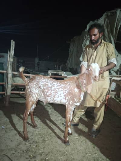 Makhi China Bakra For Sale 2 Dant hy Healthy and Active 034209879/31