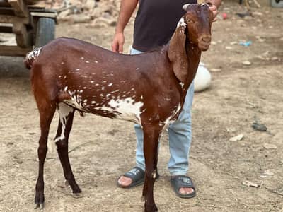 Assalamu Alaikum! We provide healthy, well-cared-for Qurbani bakras wi