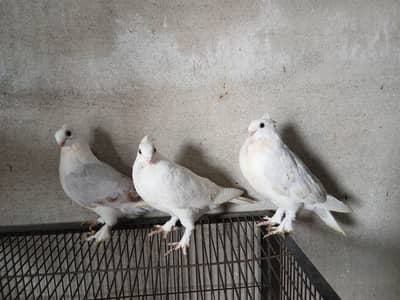 White Sentinent silver dilute pair l3417364953