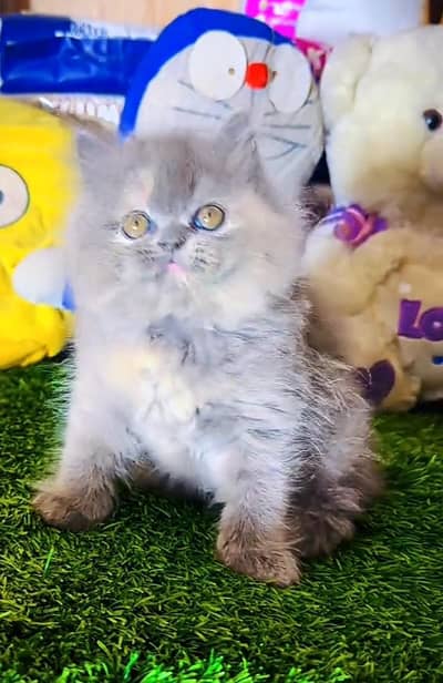 Persian cat triple cod for sale,my WhatsApp 03464644037