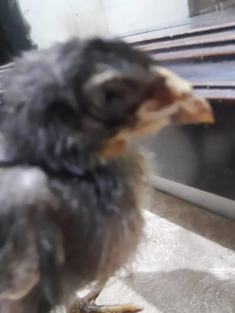 thai burmi and thai pakoye dragon black eyes chicks for sale — photo 4