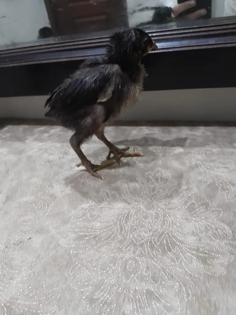 thai burmi and thai pakoye dragon black eyes chicks for sale — photo 5