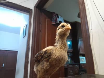thai burmi and thai pakoye dragon black eyes chicks for sale