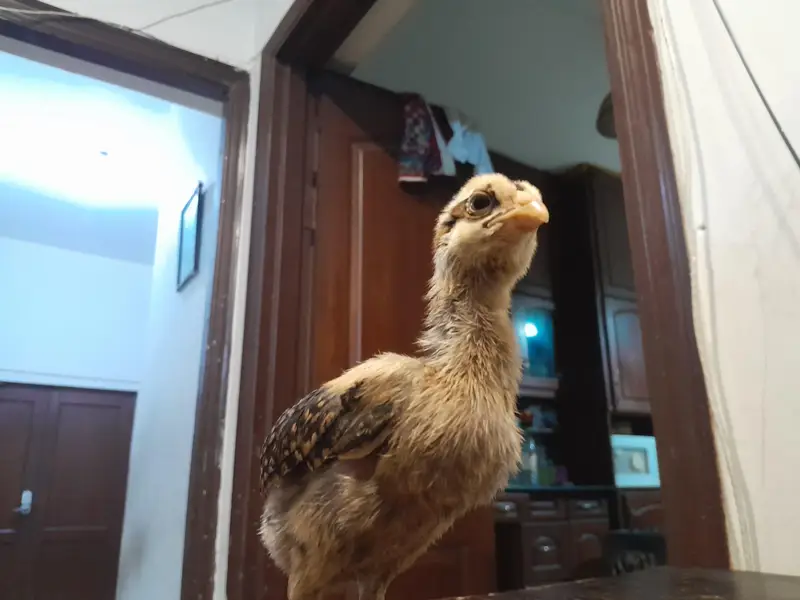 thai burmi and thai pakoye dragon black eyes chicks for sale — photo 6