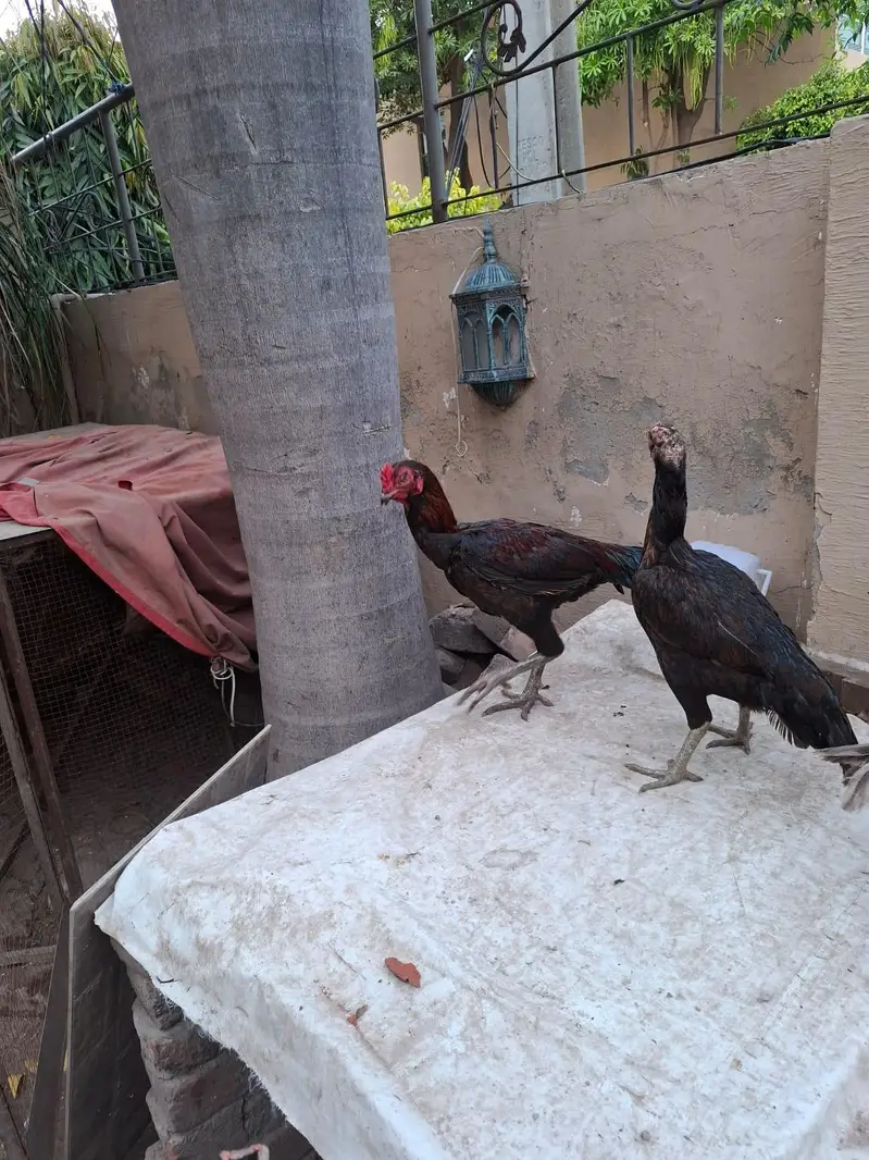 thai burmi and thai pakoye dragon black eyes chicks for sale — photo 7
