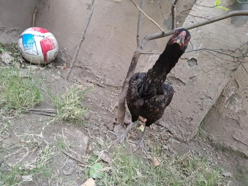 thai burmi and thai pakoye dragon black eyes chicks for sale — photo 8