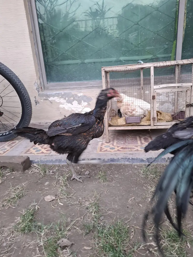 thai burmi and thai pakoye dragon black eyes chicks for sale — photo 9