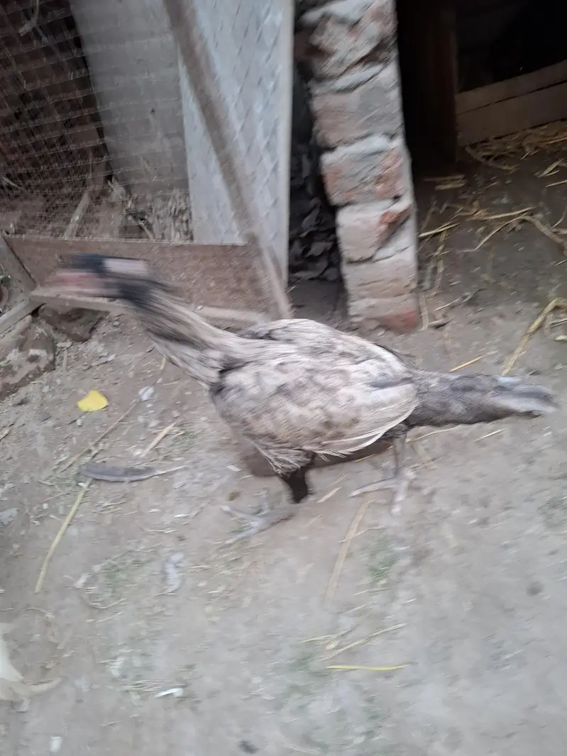 thai burmi and thai pakoye dragon black eyes chicks for sale — photo 10