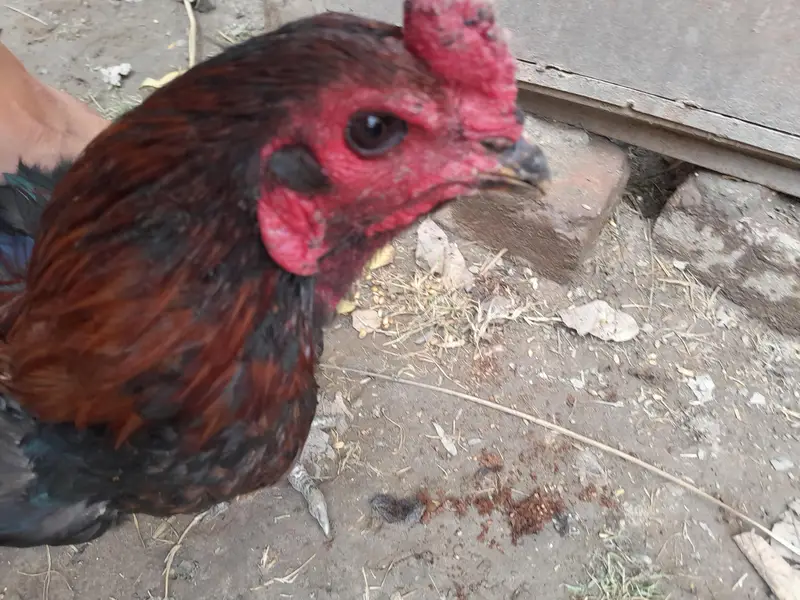 thai burmi and thai pakoye dragon black eyes chicks for sale — photo 11