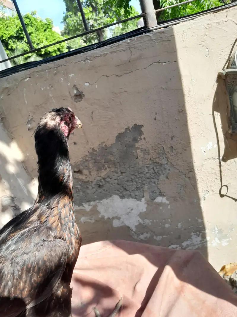 thai burmi and thai pakoye dragon black eyes chicks for sale — photo 12