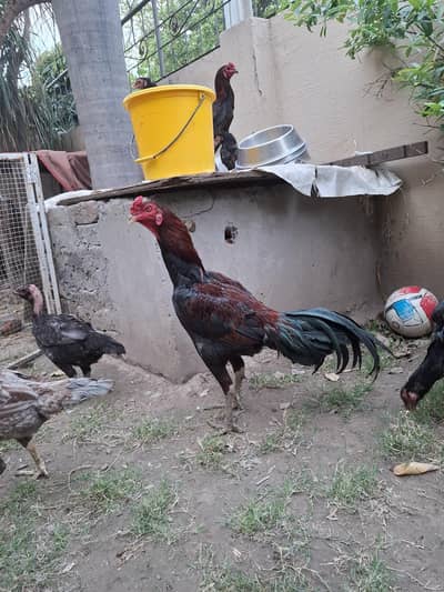 thai burmi and thai pakoye dragon black eyes chicks for sale