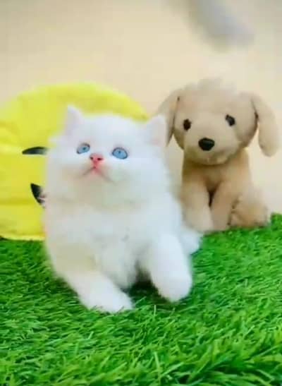 Persian cat triple cod for sale,my WhatsApp 03464644037