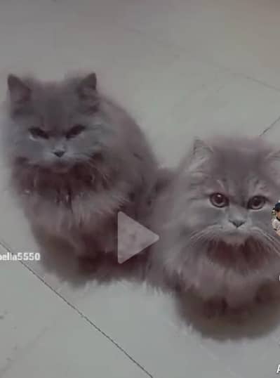 Persian cats