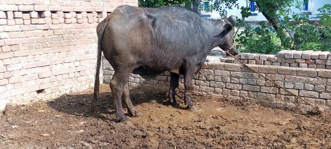 qurbani ka Lia jotii
