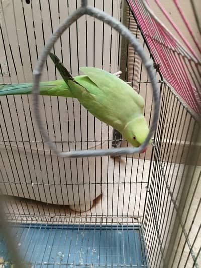 I'm selling my pet parrot 