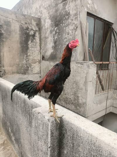 burmi pakaya