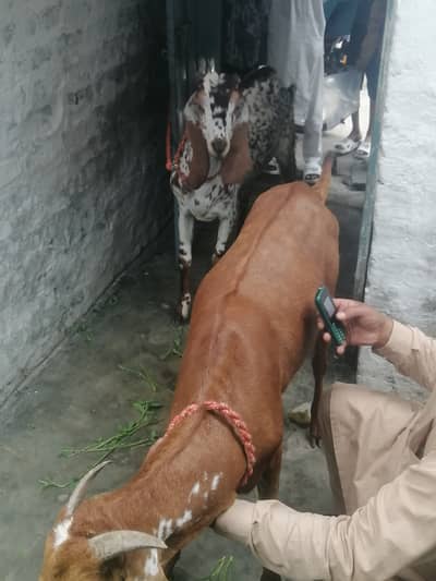 Desi bakra
