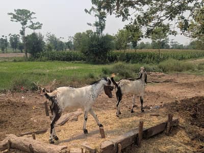2 Bakry qurbani ky liye