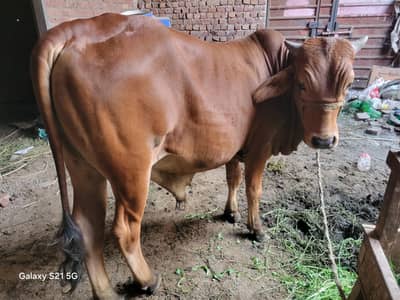 Bull Qurbani 2026,cow