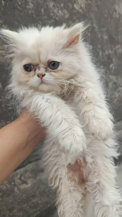 female kitten sale ky leay