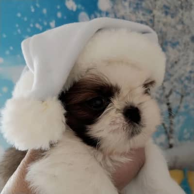Shihtzu male and female puppy available