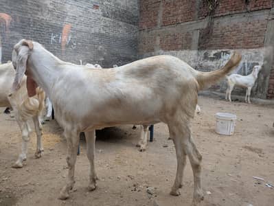 Bakra available