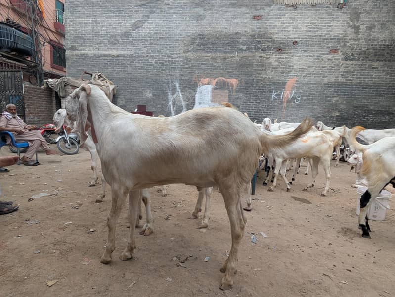 Bakra available 1