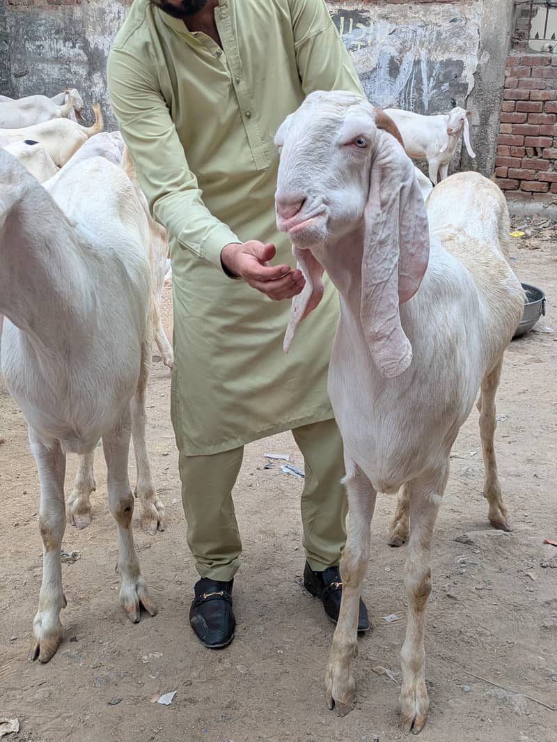 Bakra available 2
