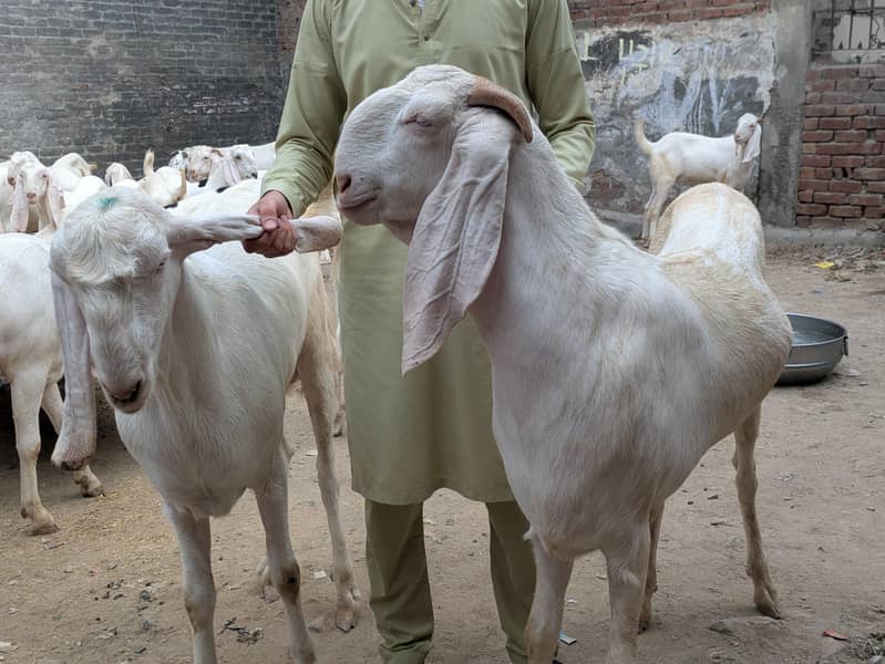Bakra available 3