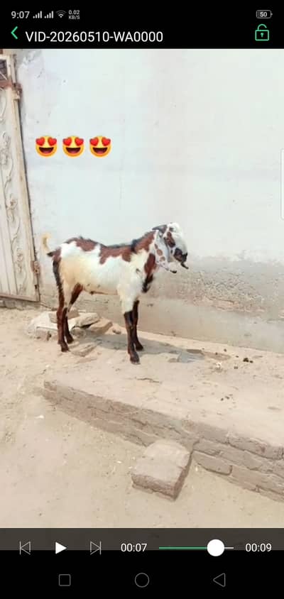 Pure desi bakra for gurbani  13 month of age of both