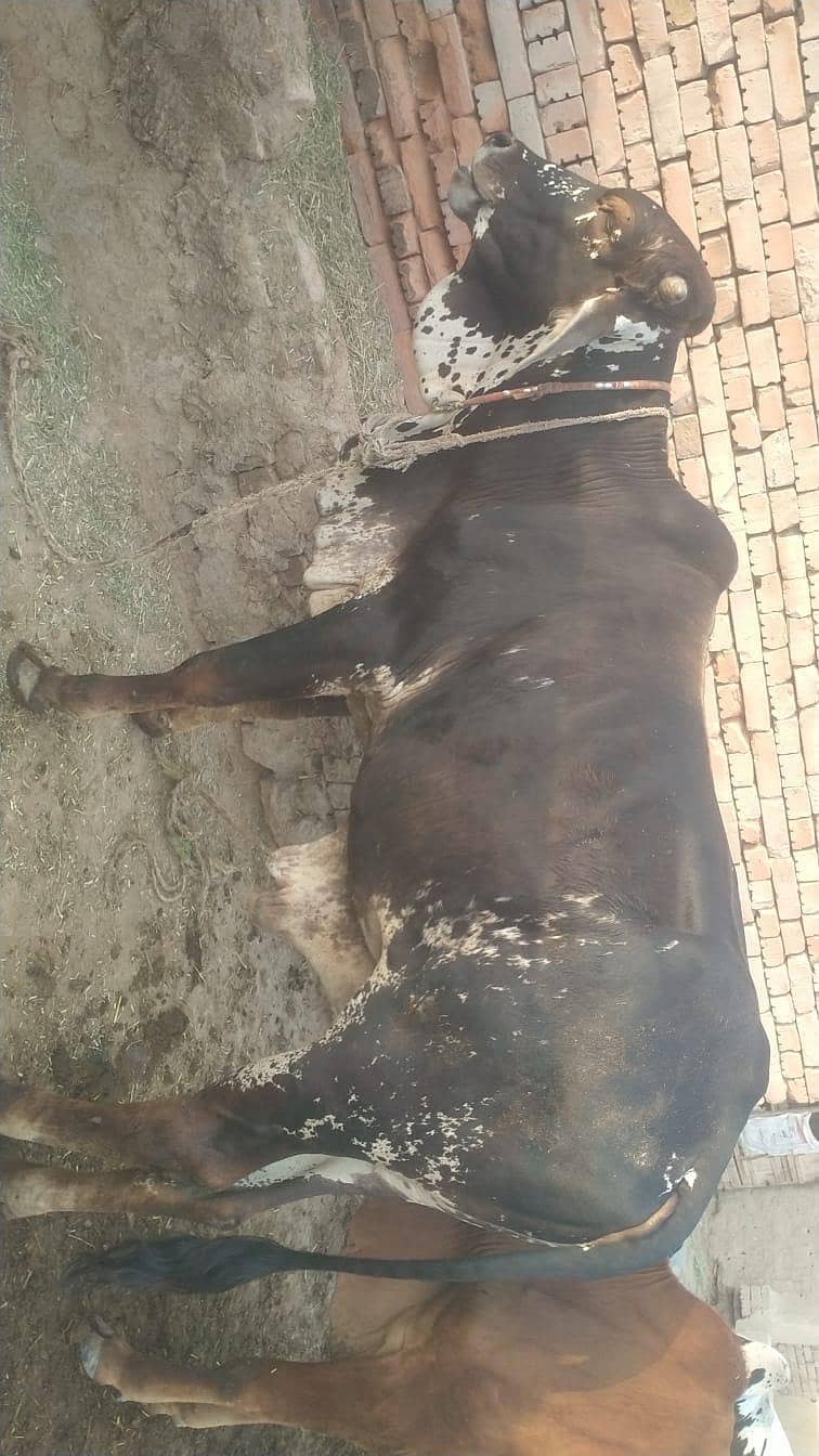 بچھڑے 2  سنت ابراہیم کے لیے بہترین تحفے 0