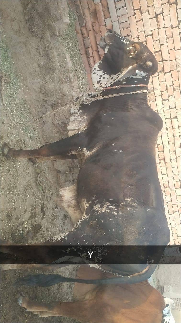 بچھڑے 2  سنت ابراہیم کے لیے بہترین تحفے 1