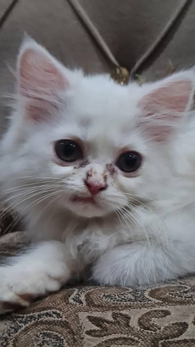 persian cat for sale with kittens