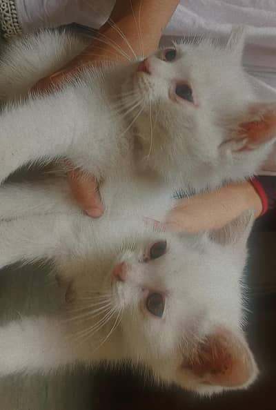 Persian kittens 2 months old