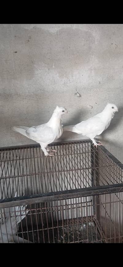 sentinent White silver dilute pair