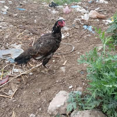 aseel اصیل مرغی براے فروخت