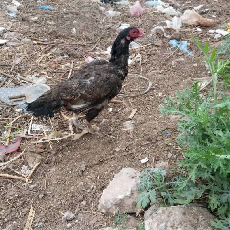 aseel اصیل مرغی براے فروخت 3