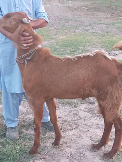 3 goats mail for qurbani