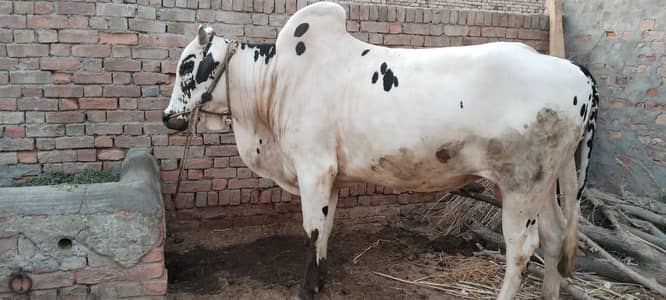 Qurbani kay lye bhtren achii seht